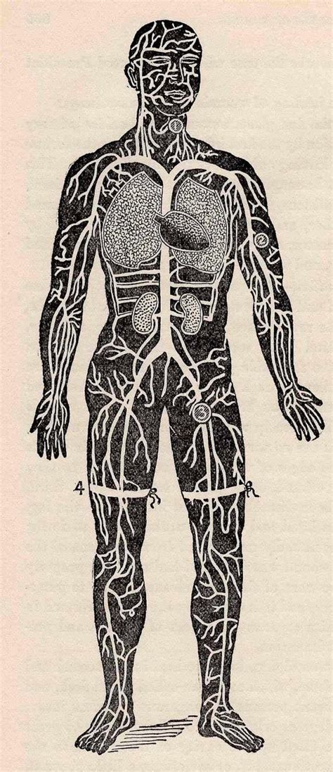 1901 Human Anatomy Original Antique Anatomy Print Of Surgical Etsy