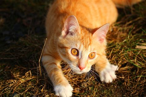 Free Photo Cat Kitten Red Mackerel Tabby Free Image On Pixabay