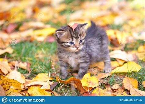 The Cute Striped Kitten Is Walking On Fallen Leaves Stock Photo Image