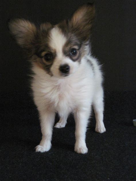 This Is Sofie She Is Our Tiny Papillon Puppy Just Under 2 Lbs At 12