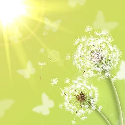 New dandelion designs everyday with commercial licenses. Dandelion free vector download (91 Free vector) for ...