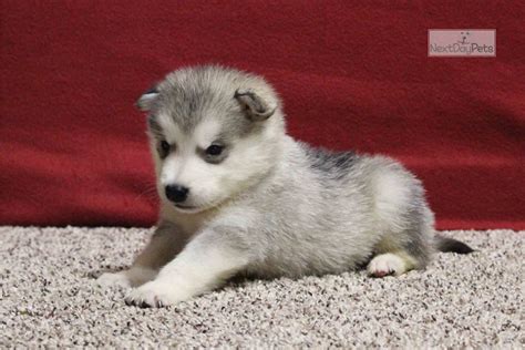 Akc Koda Alaskan Malamute Puppy For Sale Near Springfield Missouri