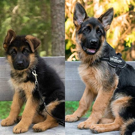 1 Month German Shepherd Puppies