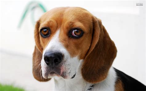 Beagle Dog Face Closeup Picture