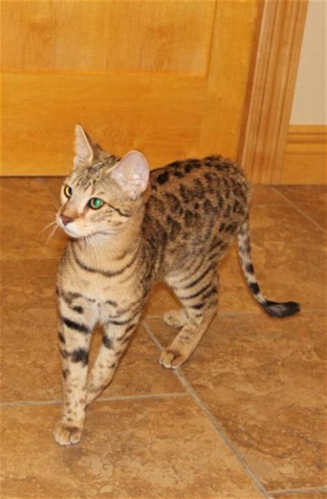 Savannah cat kittens for sale in california united. F2 Savannah Cat Price & Pictures | F2 Serval Queen ...