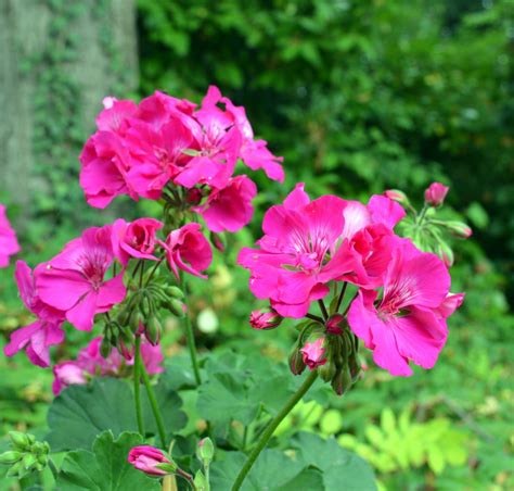 무료 이미지 자연 꽃잎 여름 장미 꽃 식물학 정원 담홍색 닫기 플로라 관목 꽃 피는 식물 장미 가족 게 라니과 제라늄 꽃이 피다 연간 공장