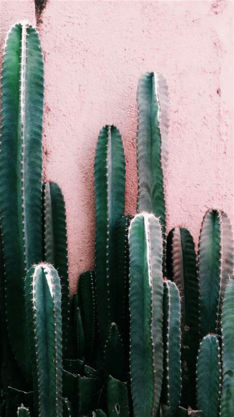 Cactus Wallpapers Top Free Cactus Backgrounds Wallpaperaccess