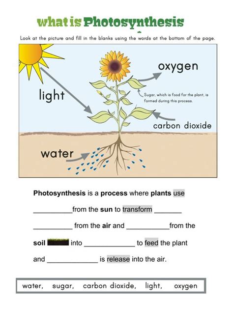 22 Fun Photosynthesis Activities For Middle School Teaching Expertise