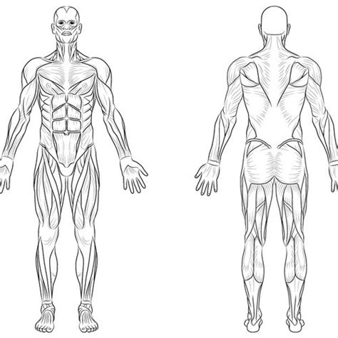 Full Body Digram