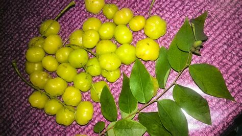 Benefits of buah cermai the following benefits of the fruit cermai favorable for our health: namakucella: BUAH CERMAI