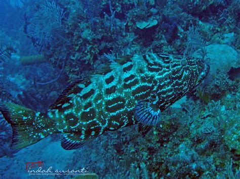 Nine Endangered Marine Species Indahs Dive Travel And Photography