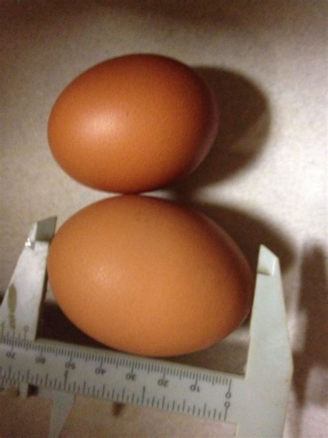 Look At The Size Of This Egg Backyard Chickens Learn How To Raise