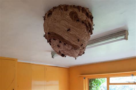 One Of The Largest Asian Hornet Nests Ever Found In The Uk Discovered