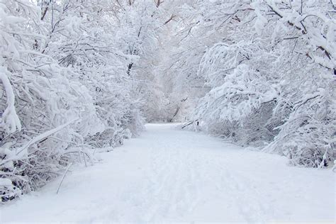 Ice Forest Wallpapers Top Free Ice Forest Backgrounds Wallpaperaccess