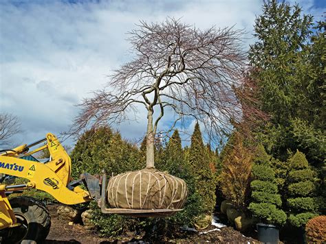 How And Where To Buy Extraordinary Trees