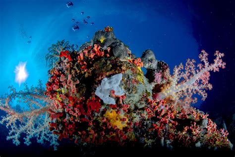 Meet The Underwater Creatures Of Palaus Incredible Coral Reef Flipboard
