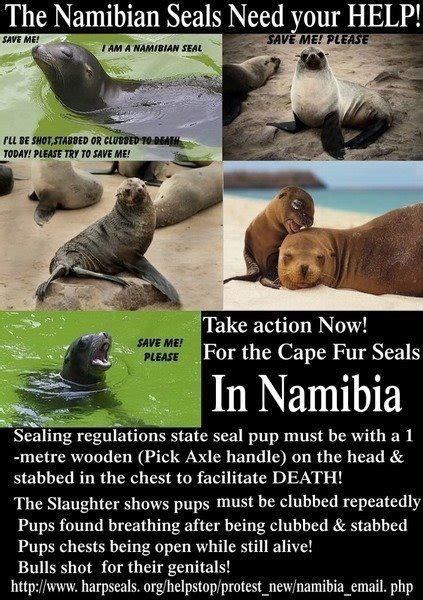 Petition · Stop The Seal Hunt In Namibia Germany ·
