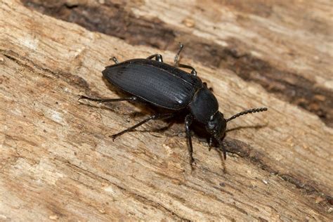 Black Beetles Facts Harms Causes And Safety Measures Pest Wiki