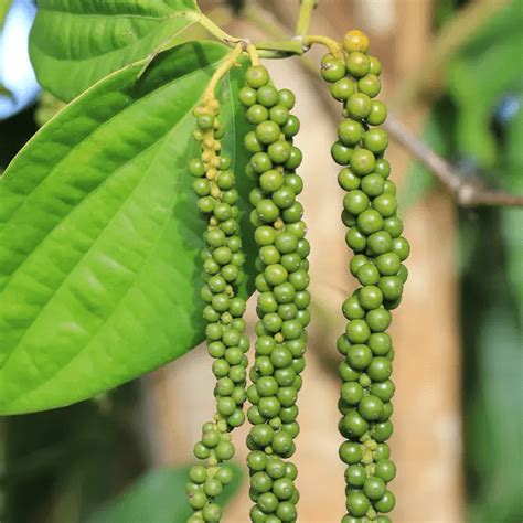 Peppercorn Plant Ultimate Care And Complete Growing Guide