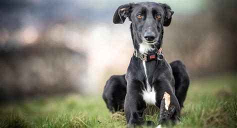 Lurcher Dog Information Center A Guide To A Clever Speedy Mix Breed