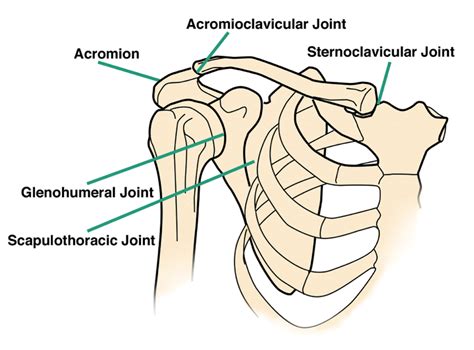 How to fix frozen shoulder tv show adhesive capsulitis. (a) Schematic anatomy of shoulder complex; (b) The compensatory... | Download Scientific Diagram