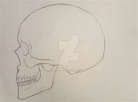 Skull Study Profile View Contour Drawing By Glennthomasi6 On Deviantart