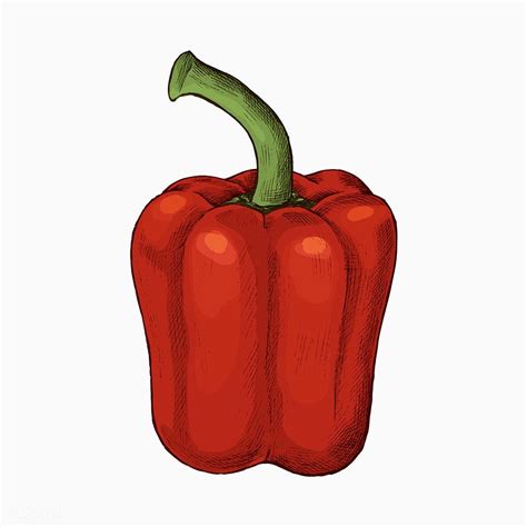How To Draw A Bell Pepper At How To Draw