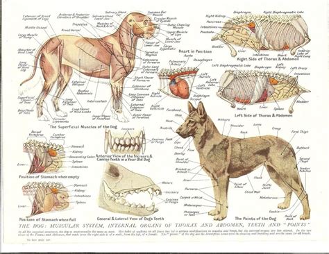 Related Image Dog Anatomy Veterinary Animal Science