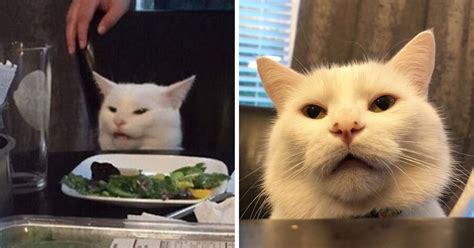 Meet Smudge The Confused Cat From The Woman Yelling At Cat Meme The Internet Has Fallen In