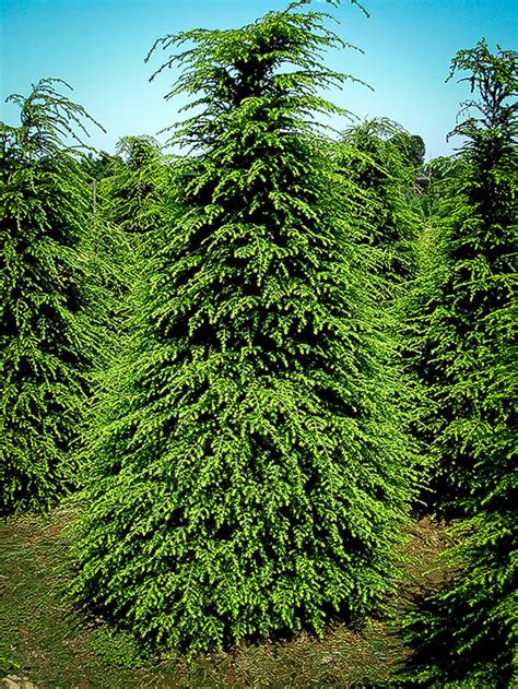 Canadian Hemlock For Sale Online The Tree Center