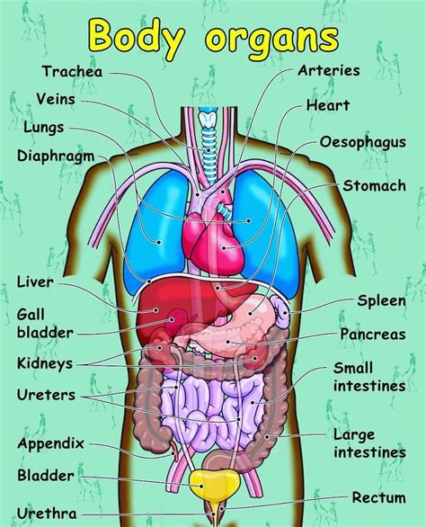 Your liver is not only the though human beings have been struggling to explore the secret power of brain for centuries, it still remains the least explored human body organ. Body Organs! I do feel during my counseling sessions with some of my patients I spend quite a ...