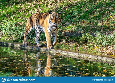 The Siberian Tigerpanthera Tigris Altaica In The Zoo Stock Photo