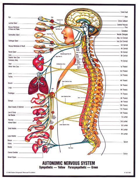 The central nervous system (cns) consists of the brain and the spinal cord, while the peripheral nervous system (pns) consists of sensory neurons this was an overview of the human nervous system function and structure along with a labeled diagram. human nervous system : Biological Science Picture ...