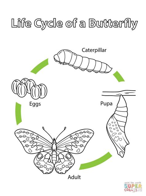 Life Cycle of a Butterfly | Super Coloring | Livscykel, Skolaktiviteter, Förskoleteman