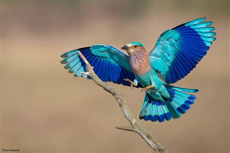 Indian Roller Coracias Benghalensis In India By Vikram Ramesh