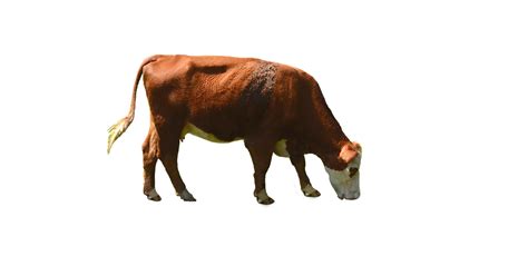 Cow Png Images