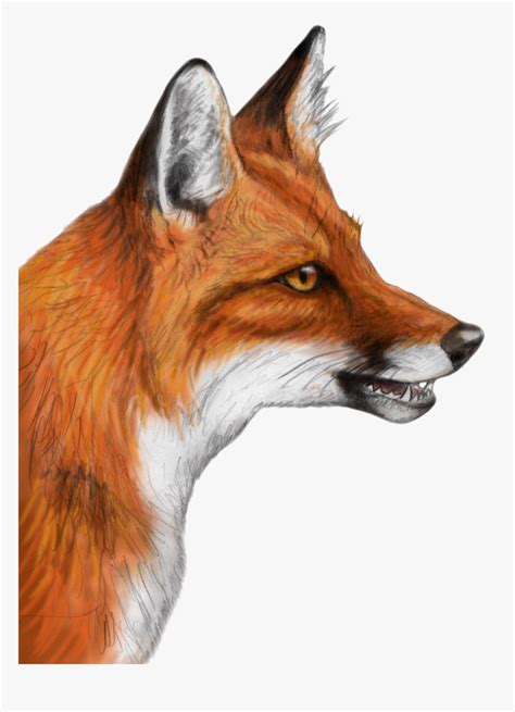 Realistic Fox Head Drawing Hd Png Download Kindpng