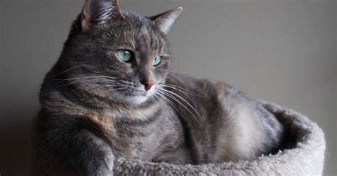 Mettere una pianta di ruta: Come abituare il gatto a stare a casa da solo - Italianway