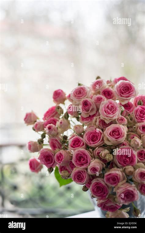 Bouquet Of Mimi Eden Spray Roses On Paris Apartment Balcony Stock Photo