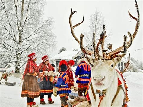 Reindeer In Lapland Finland Voyage Laponie Suède Laponie