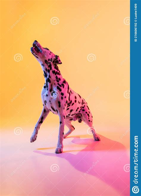 Big Dalmatian Purebred Dog Posing Isolated On Yellow Background In