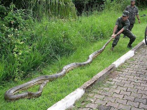Anaconda Attack On Humans