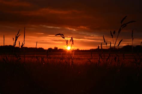 Orange Wheat Field Sunset 5k Wallpaperhd Nature Wallpapers4k
