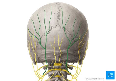 Nervus Occipitalis Major Anatomie Verlauf And Klinik Kenhub
