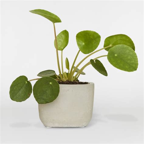 Check spelling or type a new query. Chinese Money Plant | Pancake Plant | Indoor Plants in London | Patch
