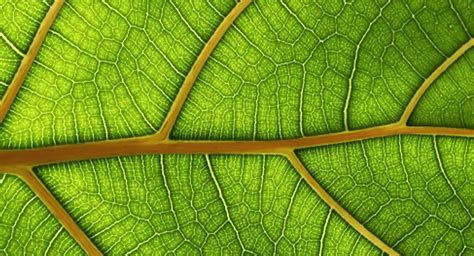 Why Are Plants Green Unveiling The Secrets Of Chlorophyll