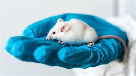 Australias Top Supplier Of Lab Mice And Rats To Shut Down Operations