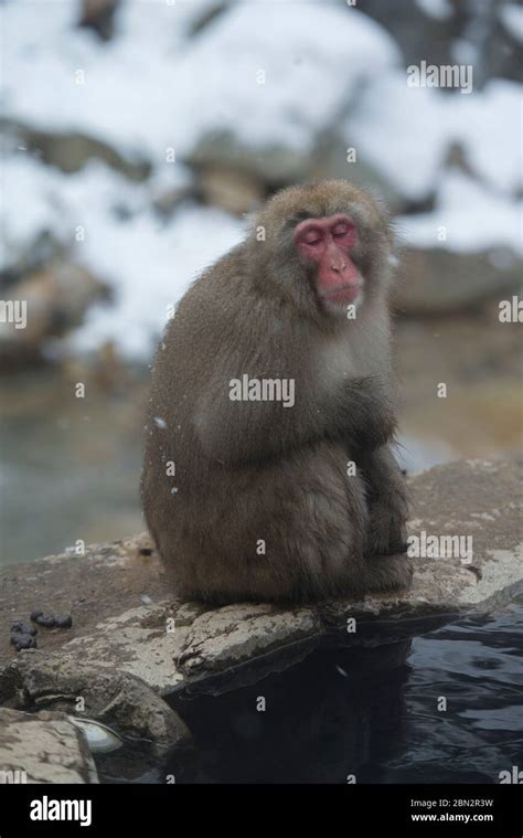 Japanese Macaque Monkey Macaca Fuscata By Hot Spring Bath With Snow