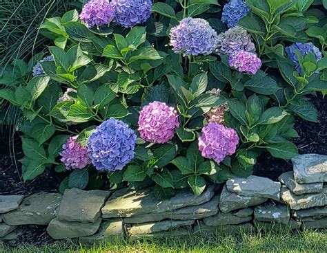 Types Of Hydrangeas Part Bigleaf Your Modern Cottage