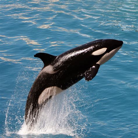 Seaworld To End Killer Whale Shows